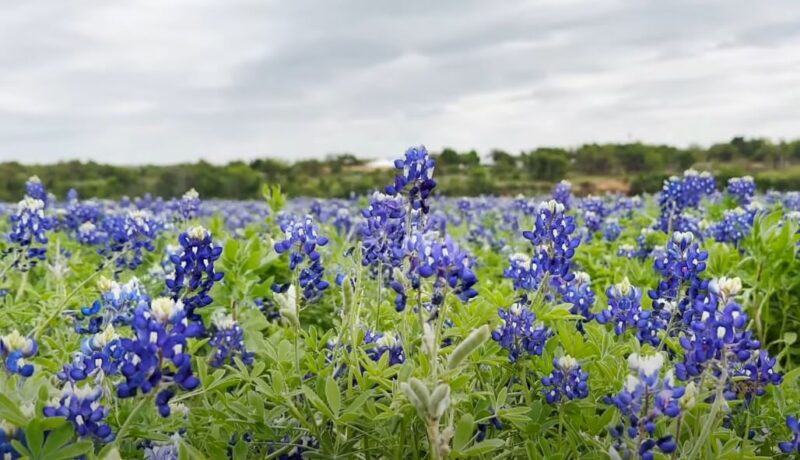 Austin Bluebonnets flowers